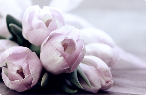 Purple tulips